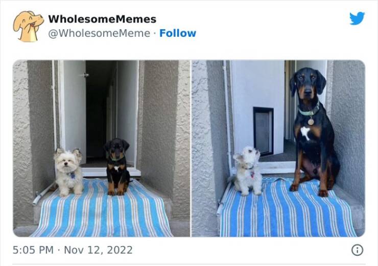 Brighten Up Your Day With These Wholesome Memes!
