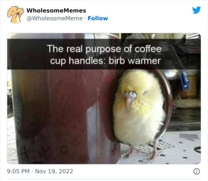 Brighten Up Your Day With These Wholesome Memes!