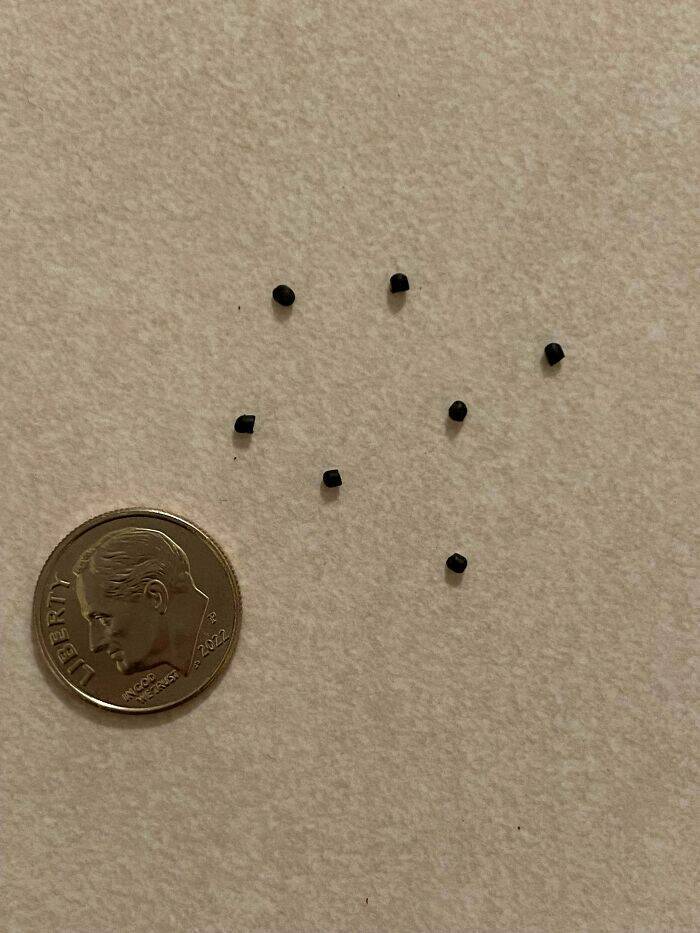 What Is That Thing?!