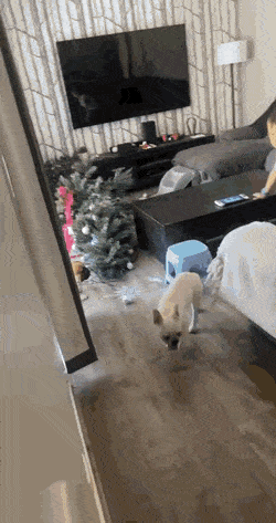Daily Gifdump
