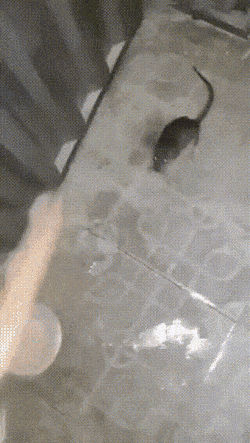 Daily Gifdump