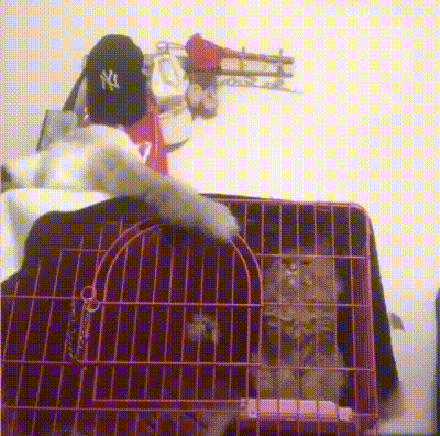 Morning Gifdump Morning Gifdump