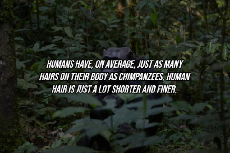 Human Body Is Incredible!
