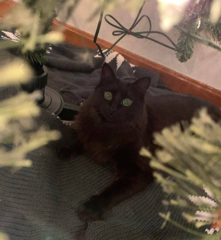 People Who Are Already All Set for Christmas