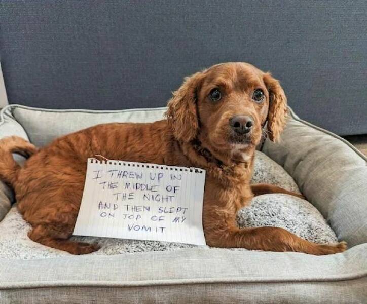 These Pets Deserve To Be Shamed!