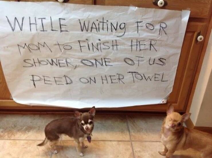 These Pets Deserve To Be Shamed!