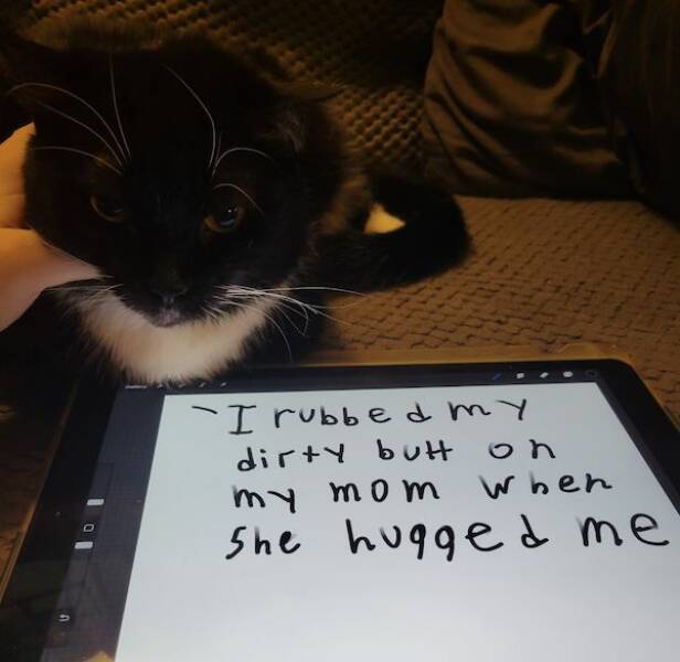 These Pets Deserve To Be Shamed!