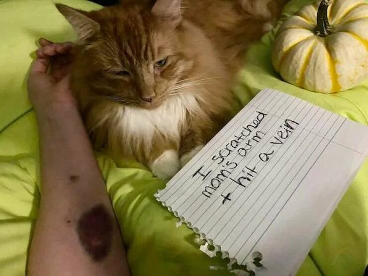 These Pets Deserve To Be Shamed!