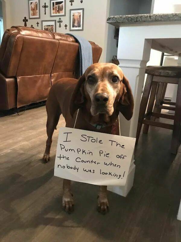 These Pets Deserve To Be Shamed!