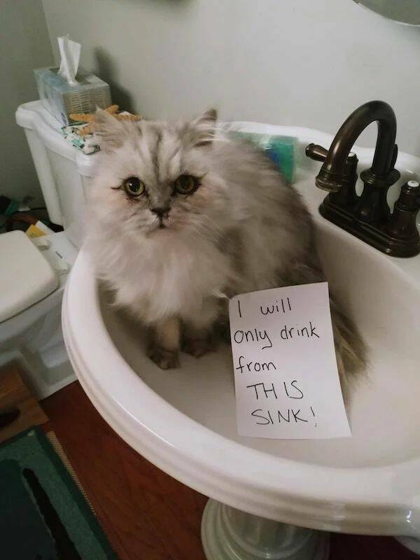 These Pets Deserve To Be Shamed!