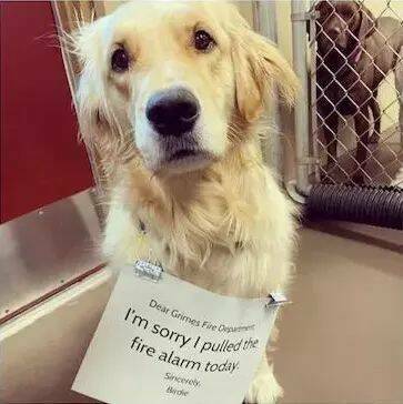 These Pets Deserve To Be Shamed!