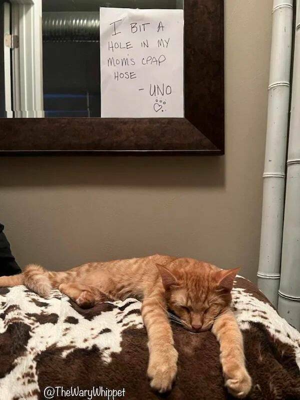 These Pets Deserve To Be Shamed!