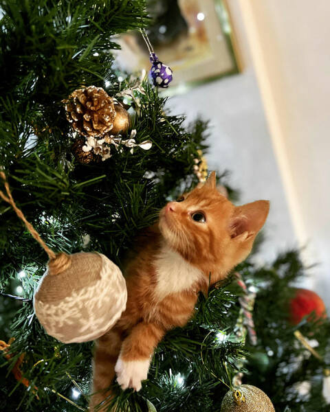 Adorable Christmas-Time Pets