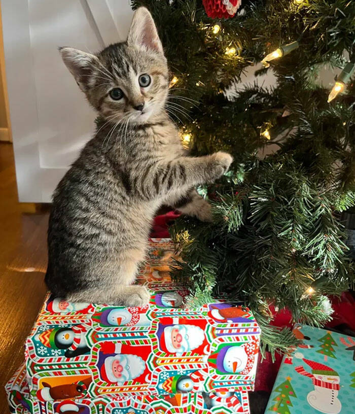 Adorable Christmas-Time Pets