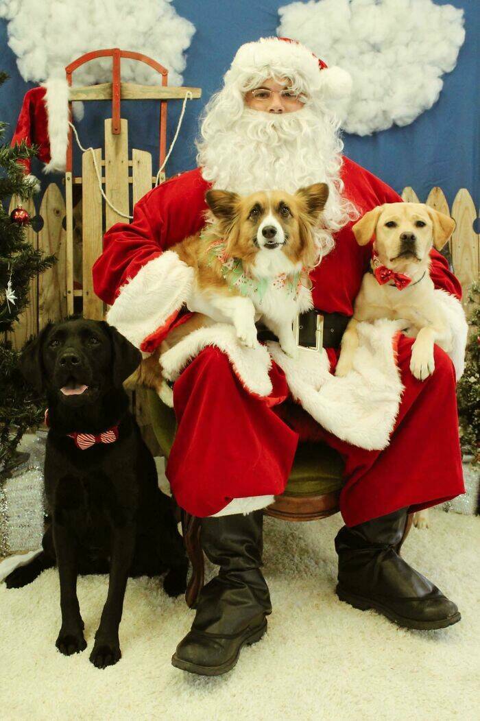 Adorable Christmas-Time Pets
