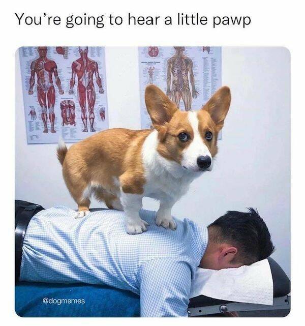 Woof-Tier Dog Memes