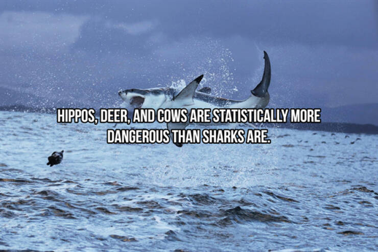 Dangerously Toothy Shark Facts