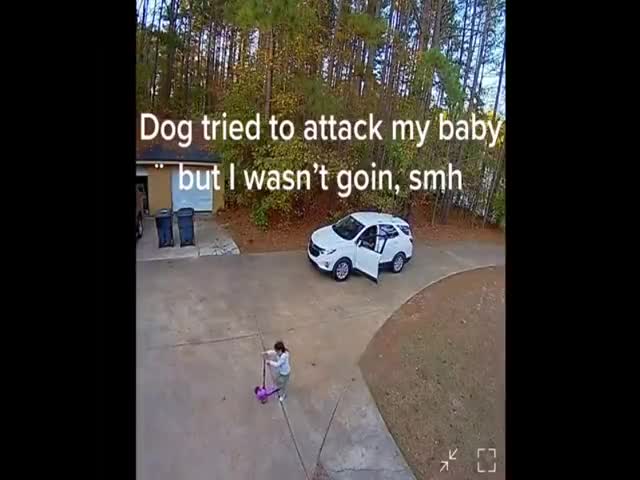 Dog Attack