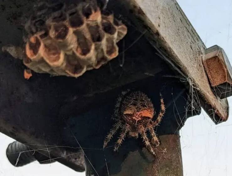 Australia, The Land Of Nope…