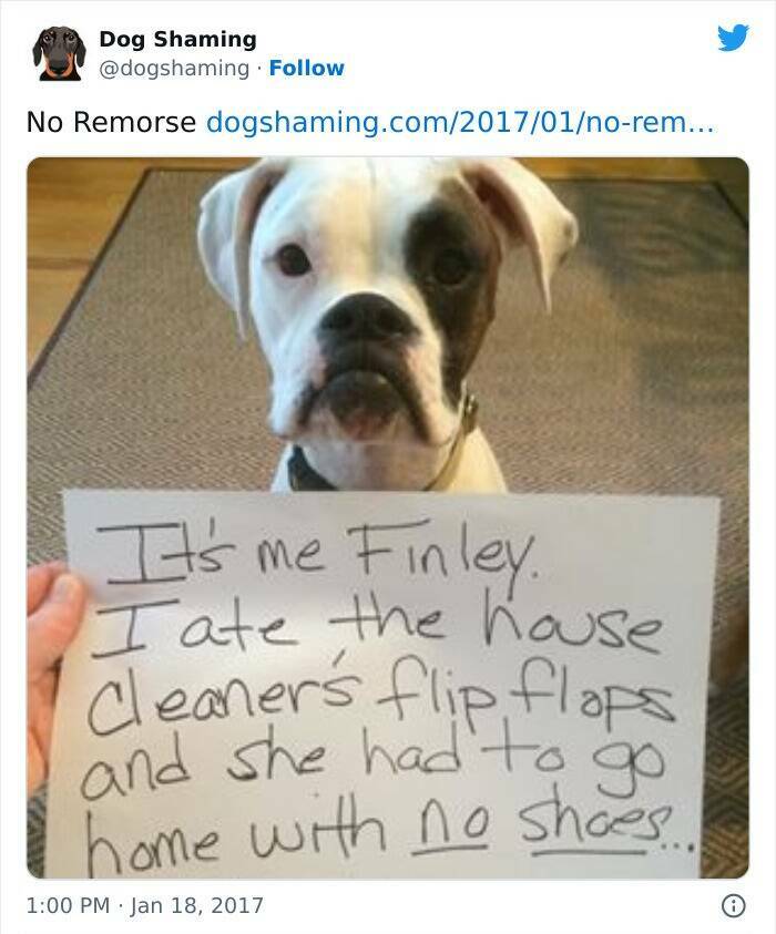 Pets Own Up To Their Naughty Behavior