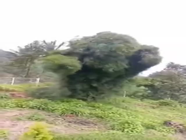 Dancing Tree Of Sumatra.