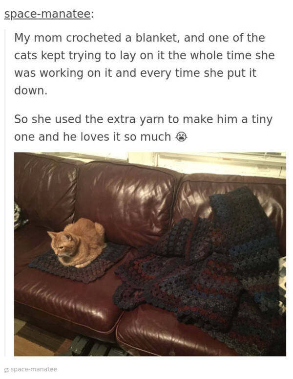 Purr-fect Cat Memes For You