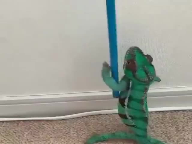 Chameleon Shows A Master Class
