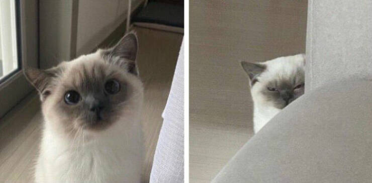Cats Just Being Cats