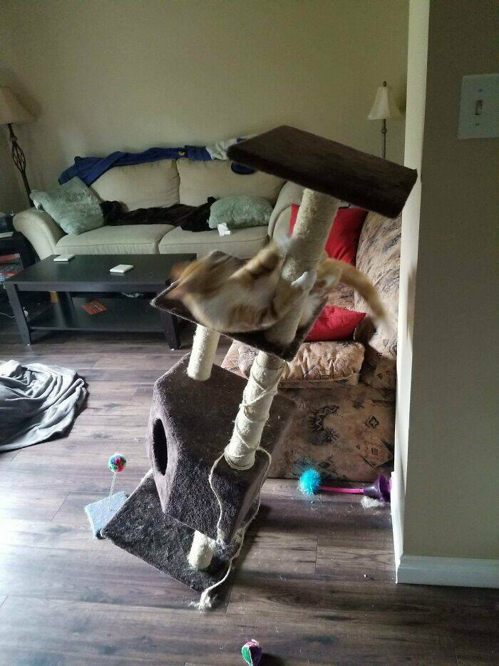 Cats Just Being Cats