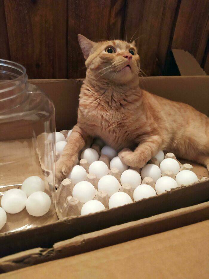 Cats Just Being Cats