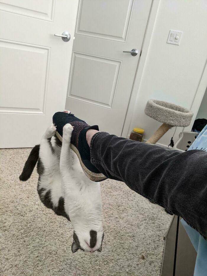 Cats Just Being Cats