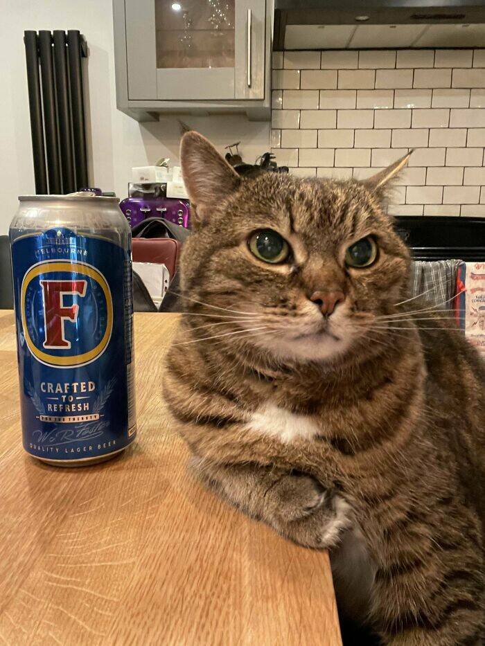 Cats Just Being Cats