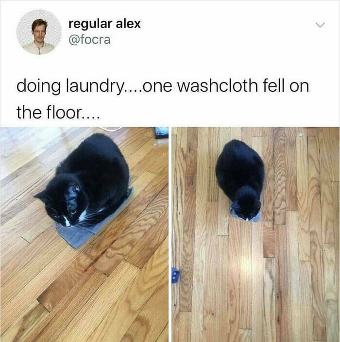 Cats Just Being Cats