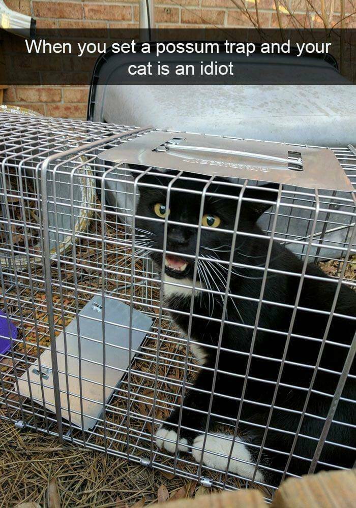 Cats Just Being Cats