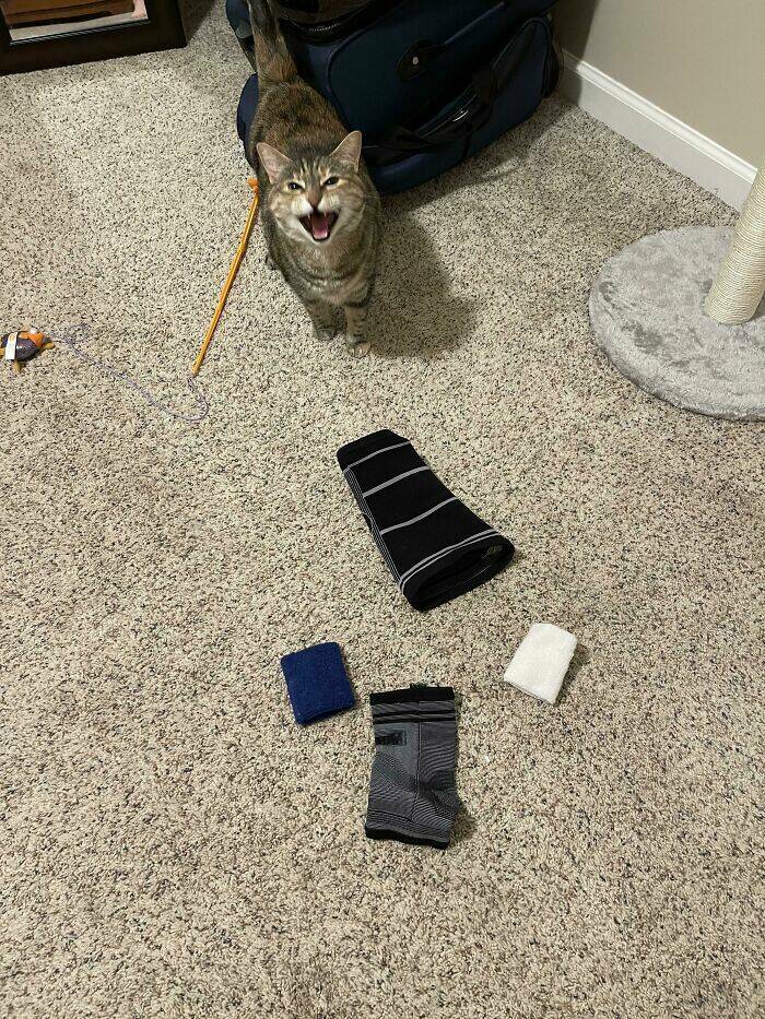 Cats Just Being Cats