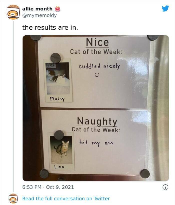 Cats Just Being Cats