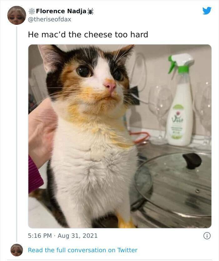 Cats Just Being Cats