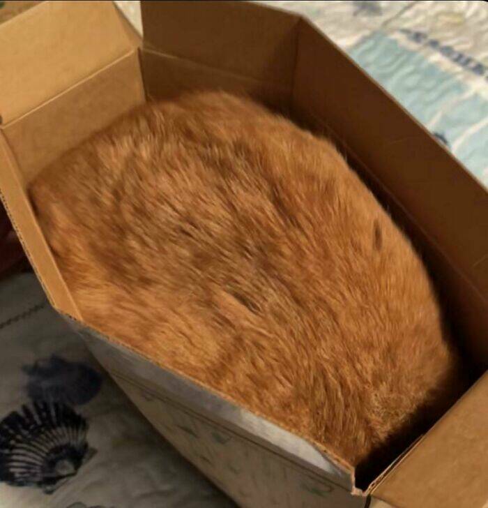 Cats Just Being Cats