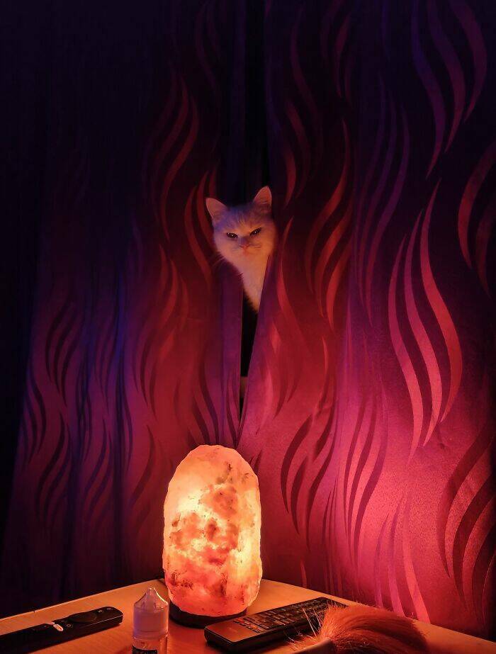 Cats Just Being Cats
