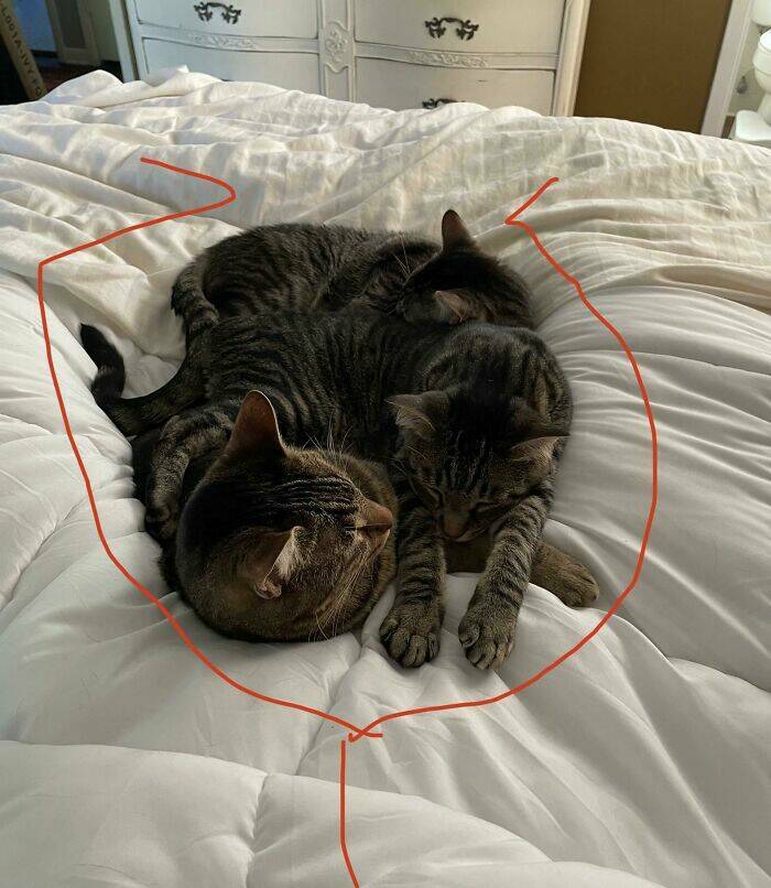 Cats Just Being Cats