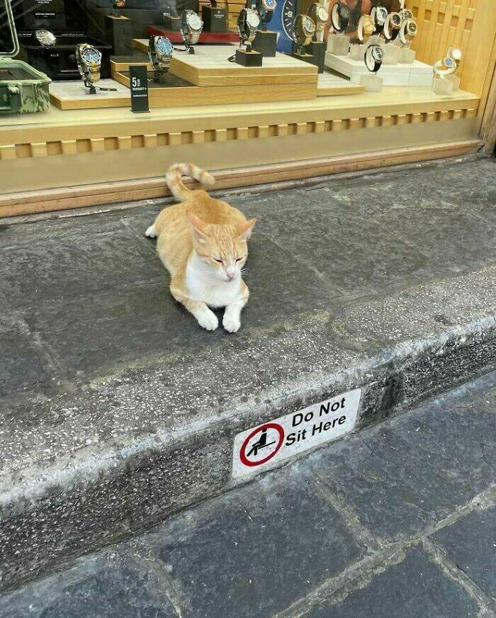 Cats Just Being Cats
