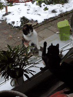 Daily Gifdump