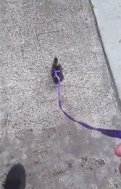 Morning Gifdump