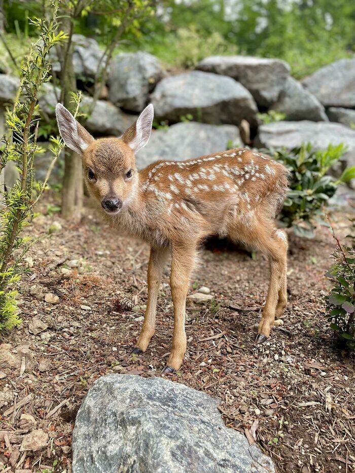 Surprising Wild Animal Encounters