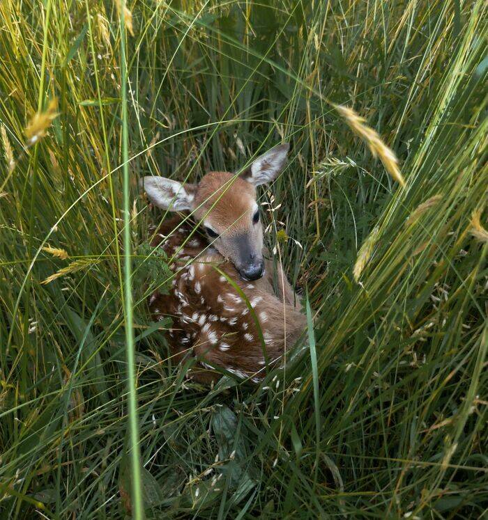 Surprising Wild Animal Encounters