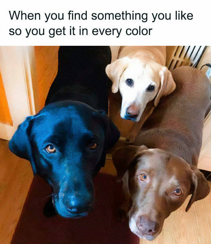 Puppy Love: A Collection Of Hilarious Dog Memes