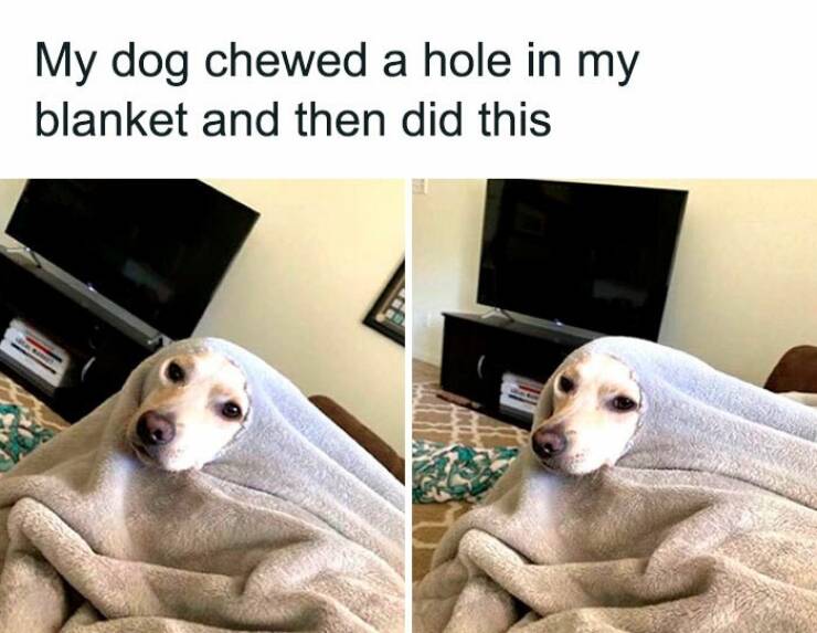 Pawsitively Amusing Pup Posts To Lift Your Spirits