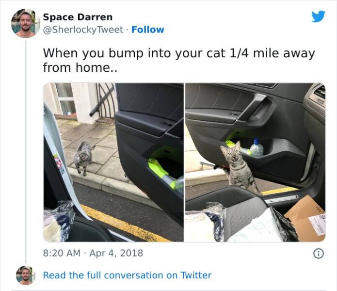 Purr-fectly Hilarious: The Funniest Cat Tweets