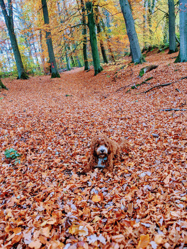 The Phenomenon Of Accidental Camouflage