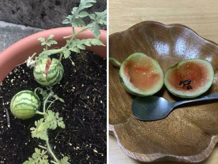 When Growing Your Own Food Goes Wrong